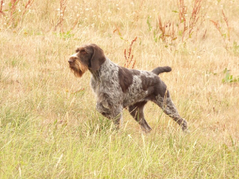 CH. Jade Des Petites Cartilles