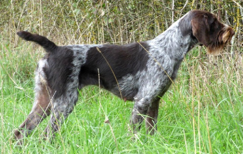 CH. Jade Des Petites Cartilles