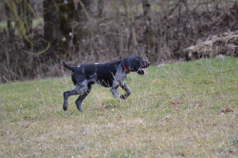 jump des petites cartilles